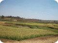 madagascar