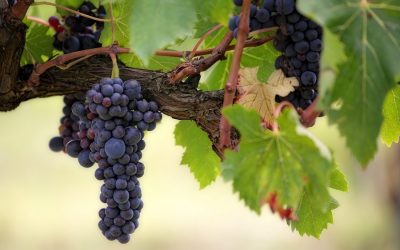 BOTTAIA Winery Opens Luxury Destination in Temecula Valley