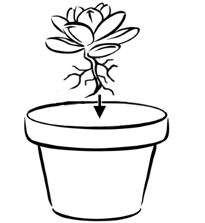 posadka